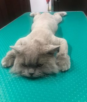 Cabinet veterinar