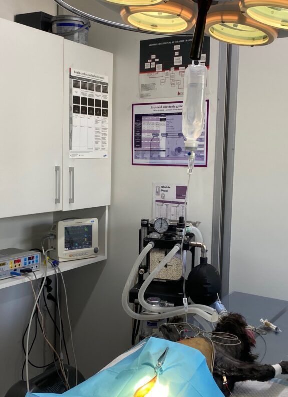 Chirurgie veterinara {{brizy_dc_image_alt imageSrc=