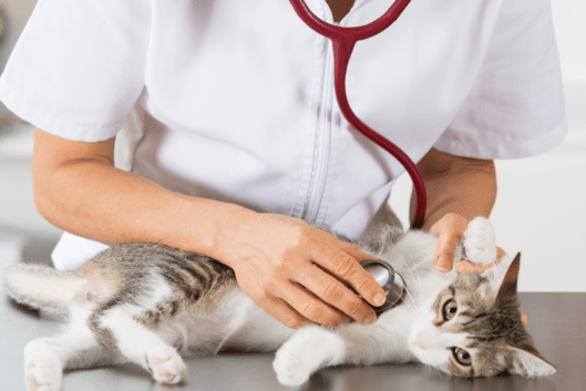 Cabinet veterinar și Laborator de analize 2 {{brizy_dc_image_alt imageSrc=