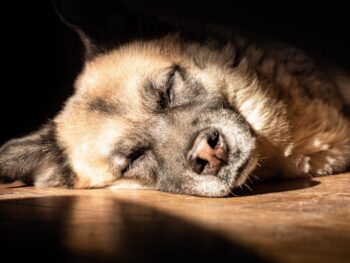 {{brizy_dc_image_alt entityId=