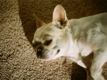 {{brizy_dc_image_alt entityId=